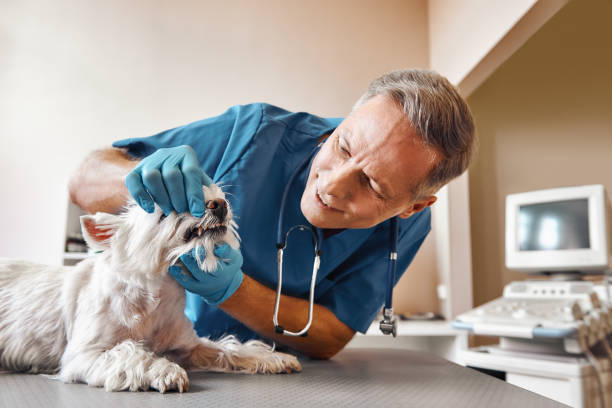Best Same-Day Emergency Dental Services in Grass Valley, CA